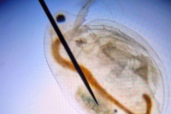 Bio_MB_1