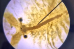 Bio_MB_2